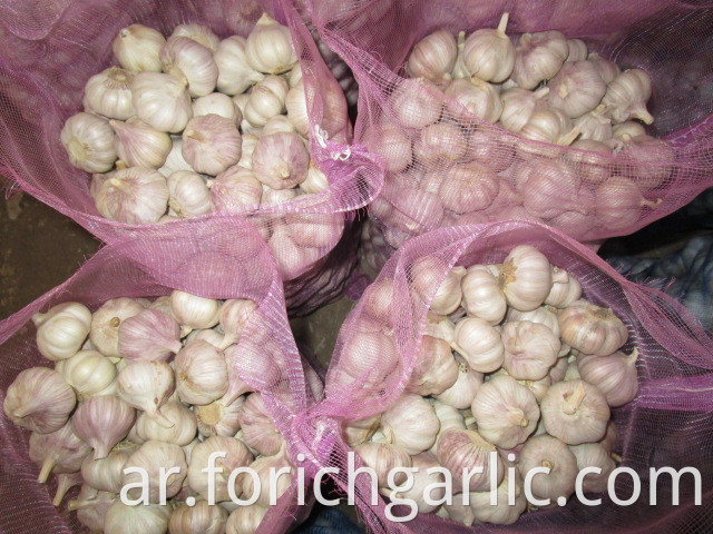 Normal White Garlic